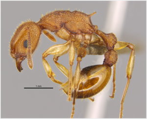 Paratopula bauhinia (Golden Tree Ant), a species that was first described by Dr Benoit GUÉNARD’s team in Hong Kong in 2016. Photo courtesy: Benoit GUÉNARD and Ying LUO.